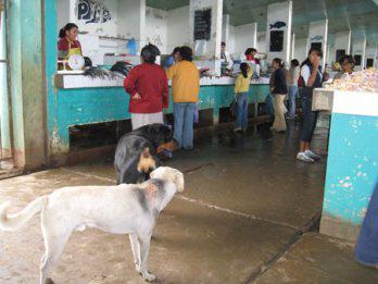 Perros callejeros
 invaden mercado