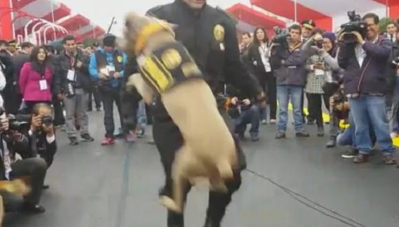 ​Fiestas Patrias: Perros de la Policía demuestran sus habilidades [VIDEO]