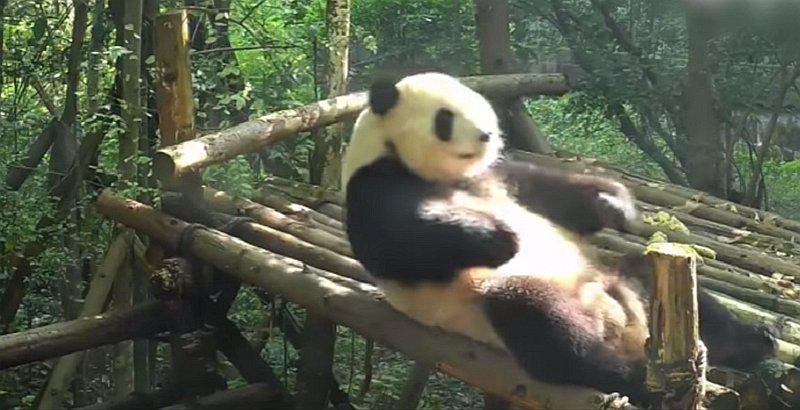 ​YouTube: Conoce al atlético oso panda que hace abdominales