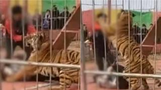 Tigre fuera de control ataca a su domador ante el público en China (VIDEO)