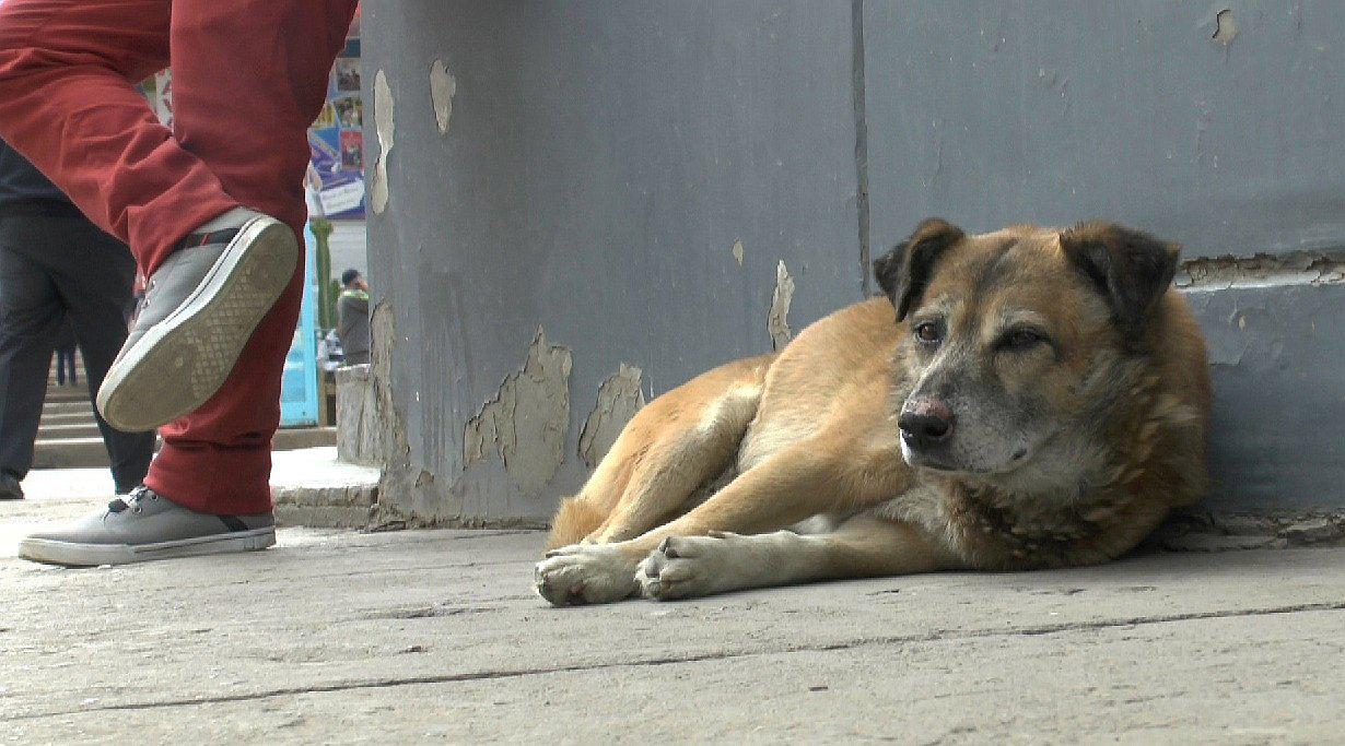 Municipalidad de Huancayo toma esta decisión para evitar proliferación de perros callejeros 