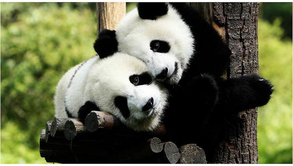 China: Oso panda vuelve a reserva nacional donde se extinguió hace más de un siglo (VIDEO)
