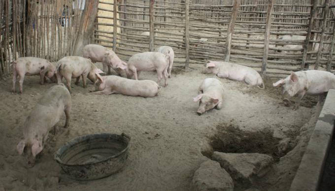 Encuentran 300 chanchos en corral clandestino