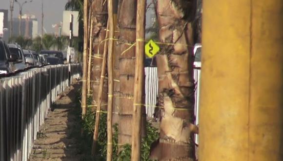 Municipalidad de Lima denuncia envenenamiento de palmeras en la Javier Prado