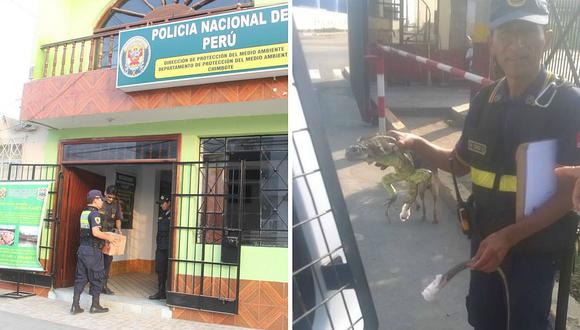 Chimbote: Seremos recuperan iguana que deambulada por "El Chimbador" 