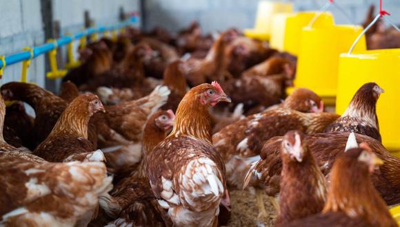 La Cámara de Comercio de La Libertad (CCLL) solicitó al Servicio Nacional de Sanidad Agraria del Perú (SENASA) realizar el proceso que  permita registrar el número exacto y así tener un adecuado proceso de vacunación contra la influenza aviar.