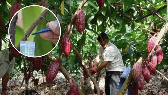Desarrollan el primer clon de cacao resistente a las plagas y enfermedades
