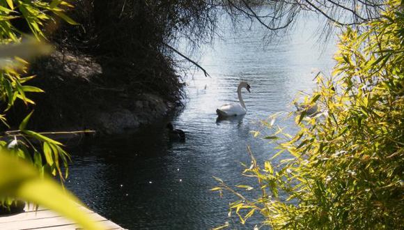 Bomberos mueren al intentar salvar a un cisne atrapado en un remolino