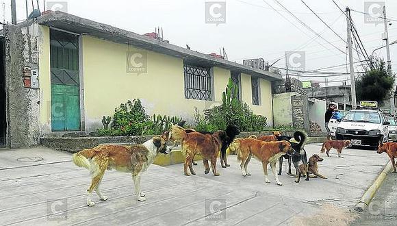Arequipa: Solo tres de 29 distritos adoptan medidas para frenar la rabia canina