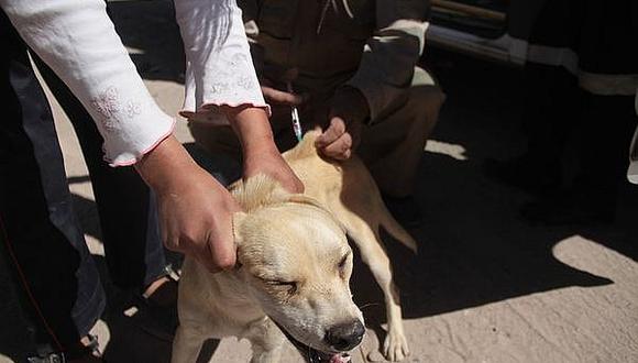 Rabia canina: aplican la eutanasia a 19 perros callejeros en Arequipa