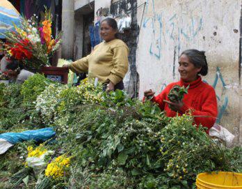 Hierbitas mágicas y curativas