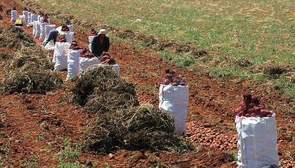 Se duplicaron denuncias en el sector agro como consecuencia de la implementación de aplicativos, según Sunafil. (Foto: GEC)