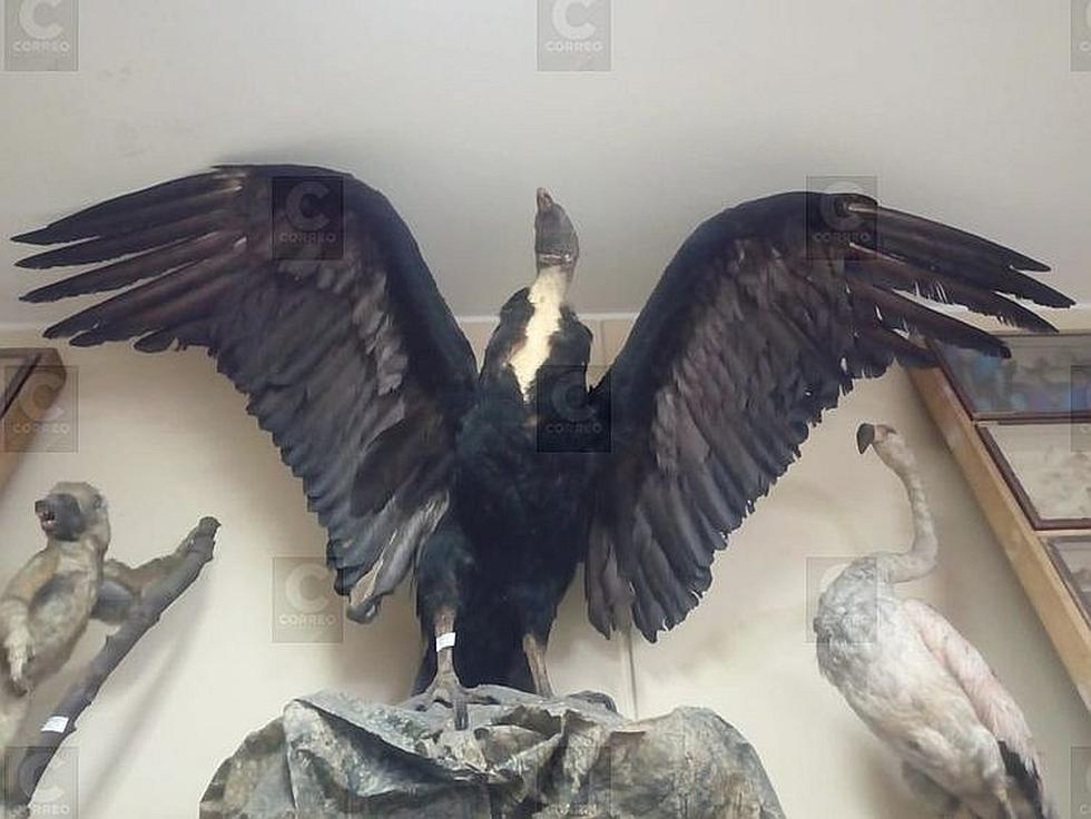 Mil 300 especímenes en el Museo de Historia Natural (FOTOS)