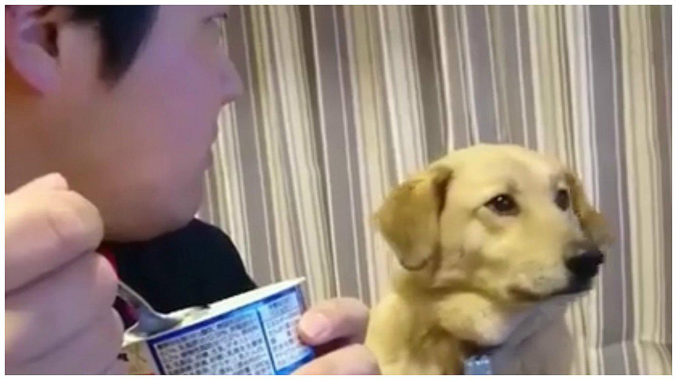Facebook: este perro tiene hambre pero el orgullo le gana [VIDEO]