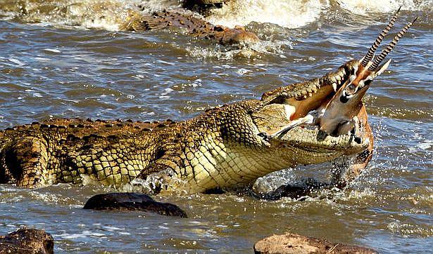 El preciso momento en que un cocodrilo devora a una gacela (FOTOS)