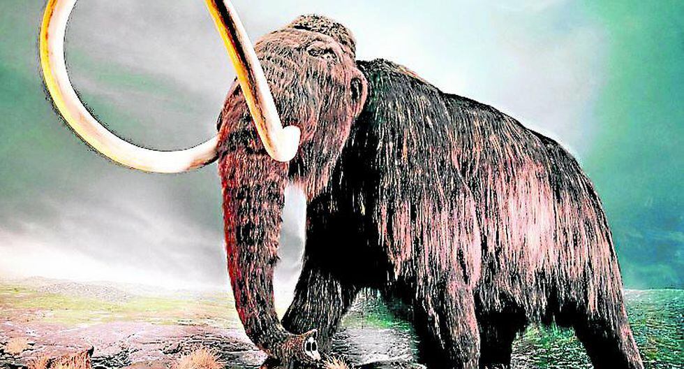 Tendencia: Exhiben por primera vez al mamut 'Yuka' considerado milagro ...