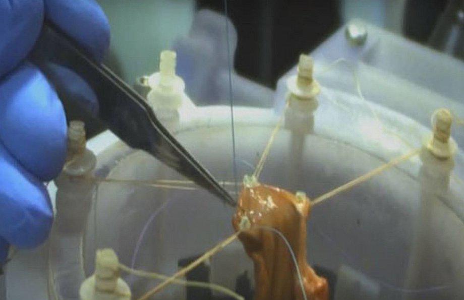 Robot autónomo efectúa operación de sutura en tejidos blandos