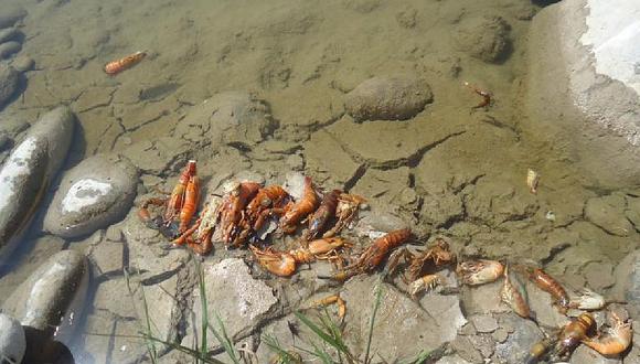 Pescadores acuerdan veda del camarón en Urasqui por 5 días tras envenenamiento de río