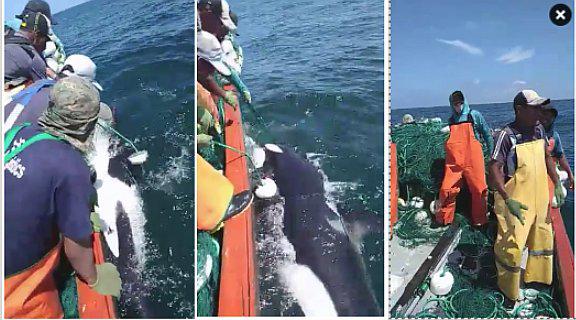 Pescadores liberaron a 'Willy', una pequeña orca que quedó atrapada en sus redes (VIDEO)  