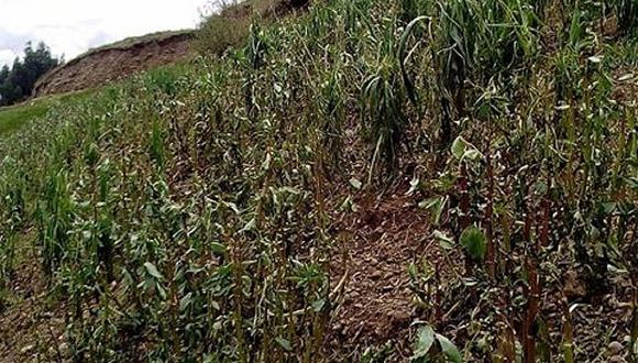 Áncash: Cultivos se afectaron luego de granizada en Olleros