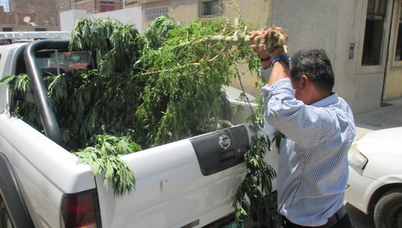 Trujillo: Hallan cuatro plantones de marihuana