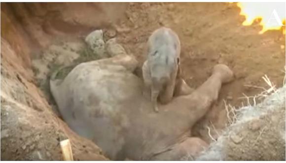 YouTube: elefante bebé se niega a separse del cadáver de su madre (VIDEO)