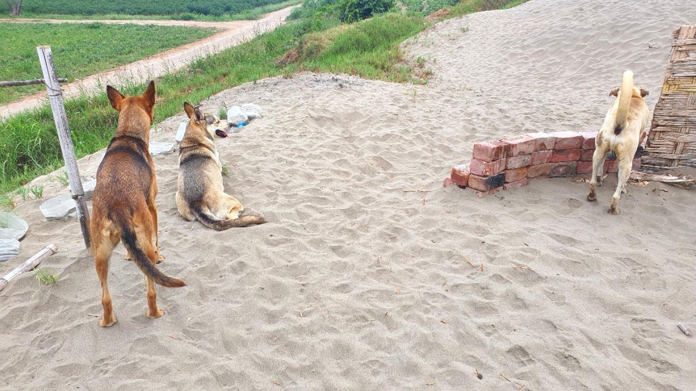 Los tres perros de 'Manolo' cuidando el hogar de su dueño mientras dan la espalda a la cámara. Foto: Bryan Ortiz.