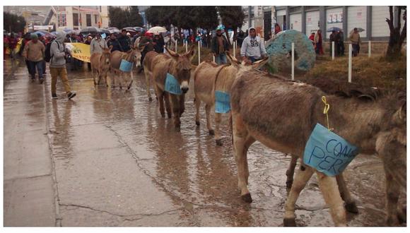 Pasco: Pobladores llevan 10 burros al gobierno regional para sacar a consejeros