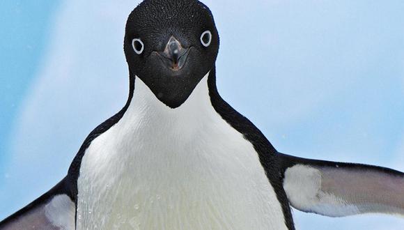 Antártida: Encuentran en pingüinos nuevo tipo de gripe aviar
