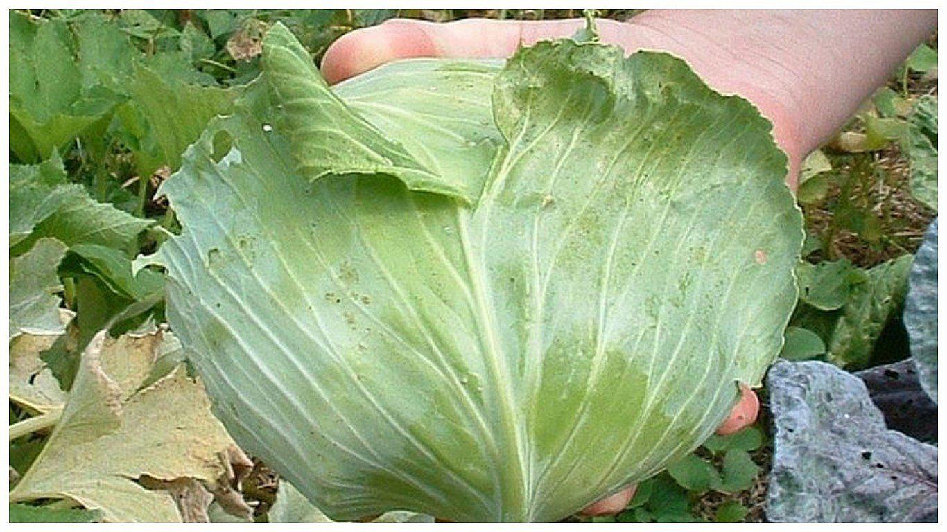 Otuzco: Controlan plaga de “polilla” en cultivos de repollo 