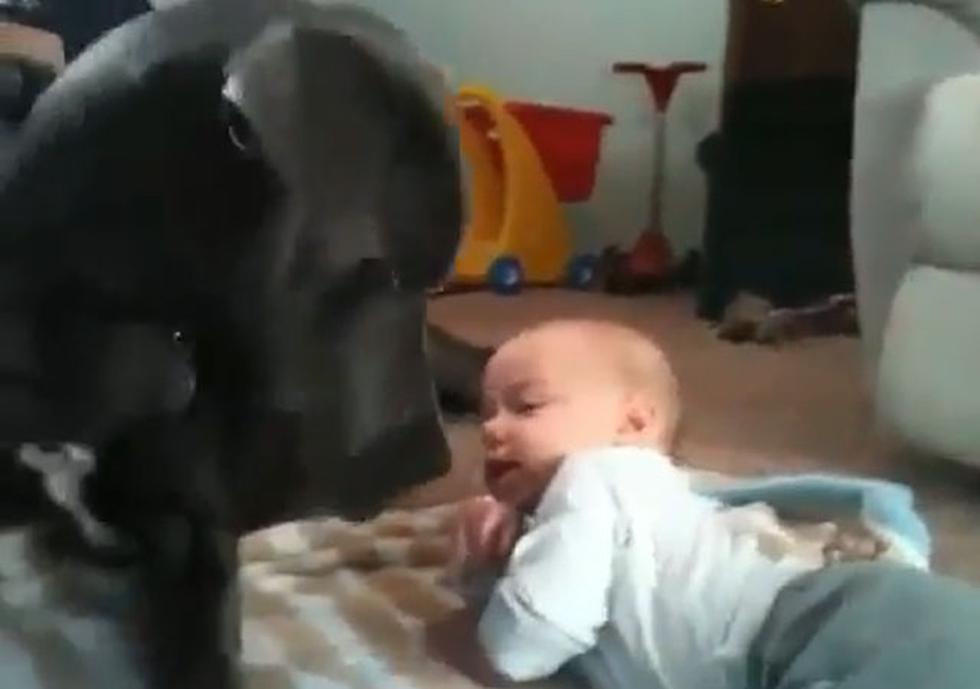Gran Danés que juega y acaricia a bebé es sensación en Youtube (VIDEO)