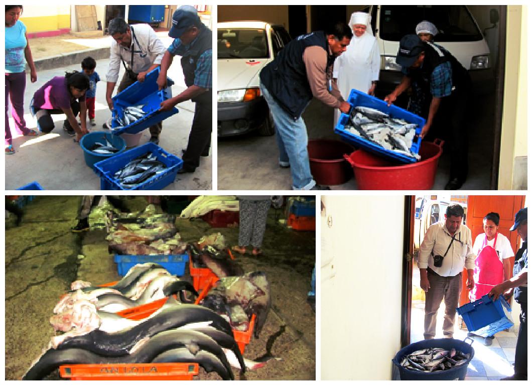 Tacna: decomisan 400 kilogramos de bonito por no tener talla mínima 