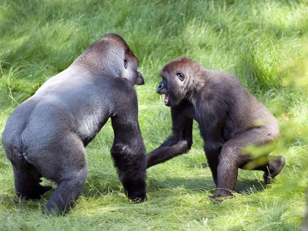En imágenes: el conmovedor reencuentro de dos hermanos gorilas