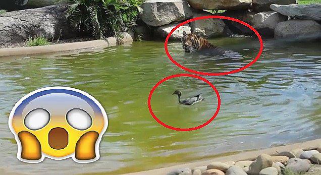 ​Facebook: pato reta a tigre al cruzar laguna y no creerás quién ganó (VIDEO)