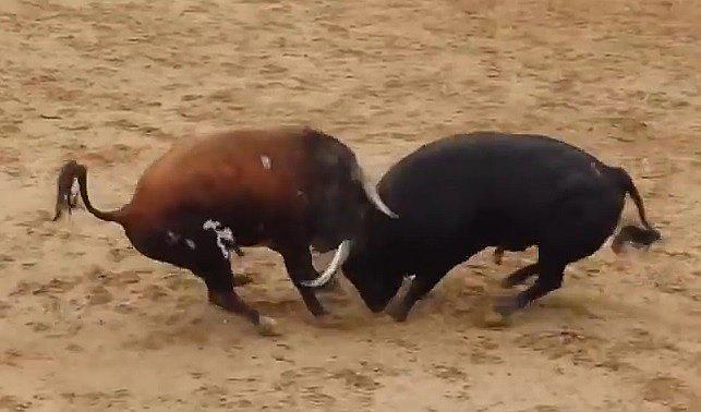 ​YouTube: Toros mueren en el acto tras impactar contra sus cabezas (VIDEO)