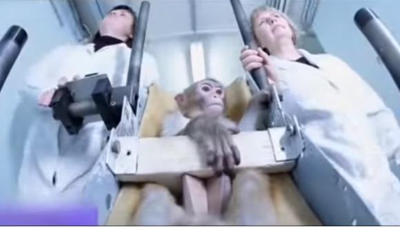 YouTube: Así entrenan a los monos que iran a Marte