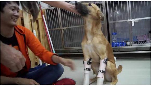 ​Cachorro estrena prótesis luego que vecino las cortara con una espada (VIDEO)