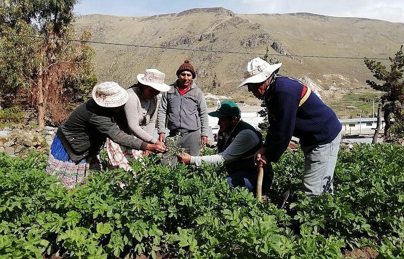 Agricultores de Caylloma se forman en manejo de plaga de papas