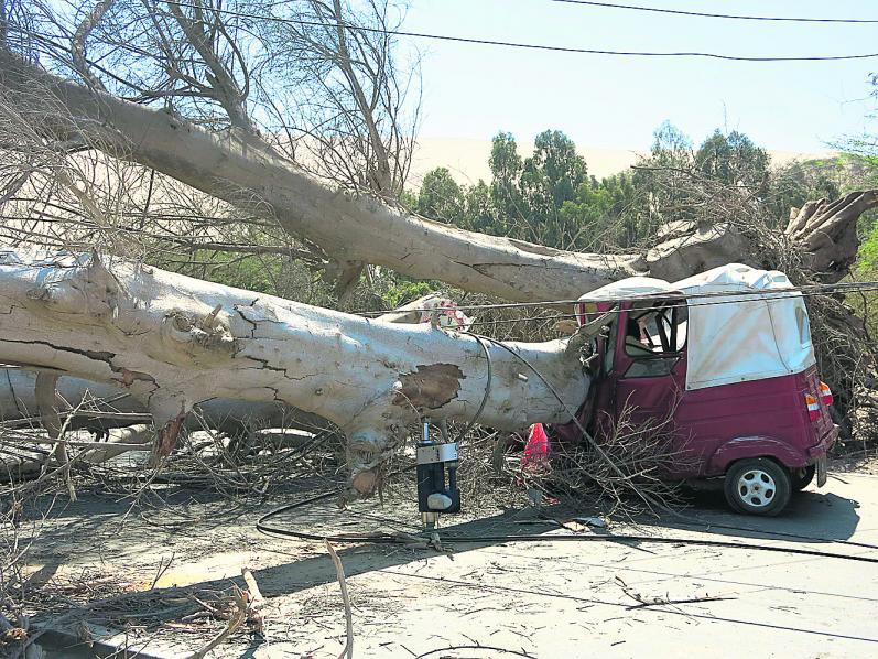 Ica: Viejo árbol se tumba y mata a mototaxista
