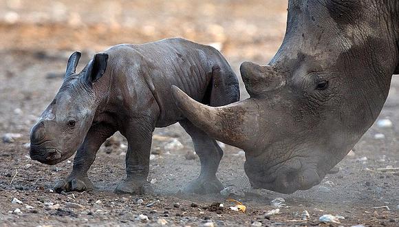 Sudáfrica: Justicia declara legal la venta de cuernos de rinoceronte 