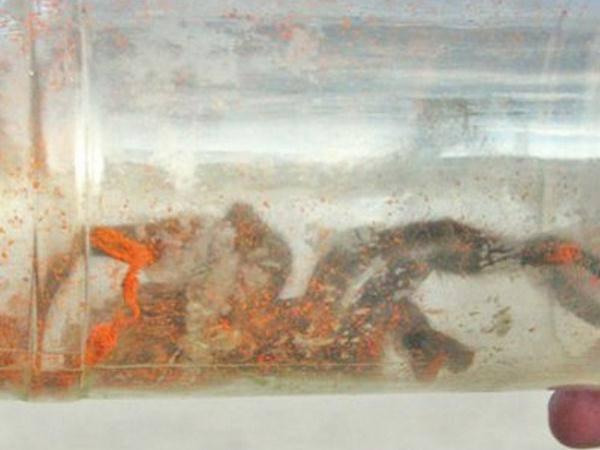 Arañas de gran tamaño invaden pueblo en Argentina