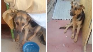 Rabia canina en Arequipa: Suman a 41 casos, con últimos dos contagios (VIDEO)