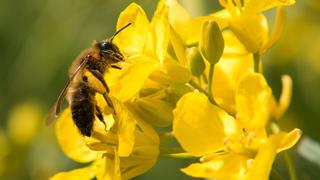 Tips para crear un jardín que atraiga abejas