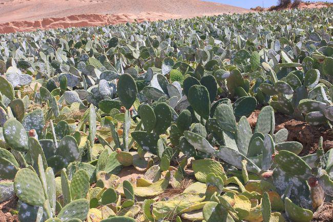 Arequipa: Pérdida de la cochinilla asciende a catorce millones  de dólares 