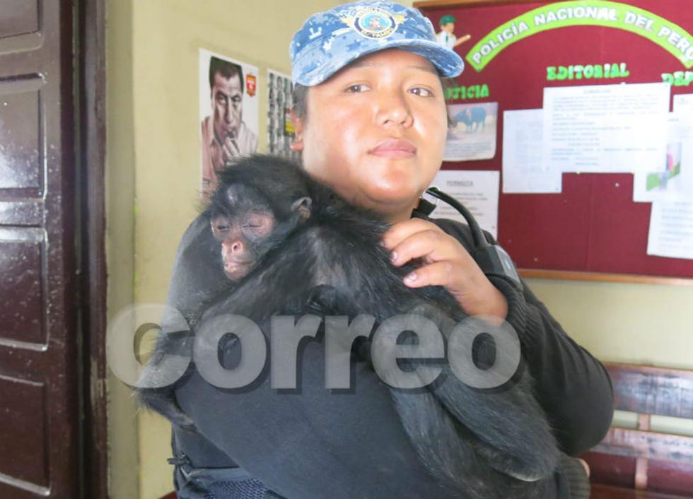 Rescatan a mono maquisapa que era atacado por perros 