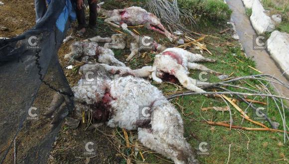Tacna: perros salvajes devoran ganado camélido en provincia de Tarata