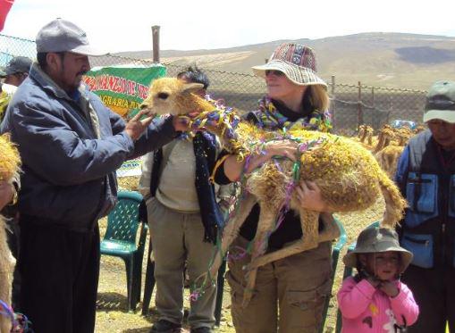 Termina chacu de vicuña en Ananea en Puno 