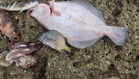 Sanipes recomendó implementar monitoreos de toma de muestra de agua de mar.