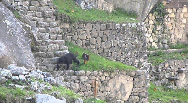 Machu Picchu: Oso de Anteojos concita la atención de visitantes