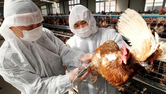 “La influenza aviar no tiene cura ni tratamiento y es altamente contagiosa en aves", explica el especialista. (Foto: Difusión)